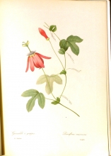 Redouté fruits and flowers 02/24